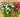 Spring Paris Bucket with Ranunculus - TwoInspireYou