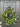 Spring Lemon and Blueberry Boxwood Wreath - TwoInspireYou